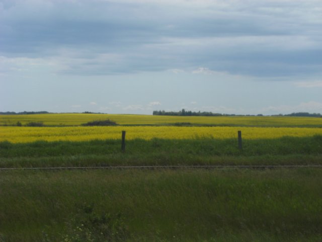 canolayellow.jpg