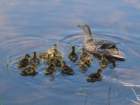 Photo of ducks